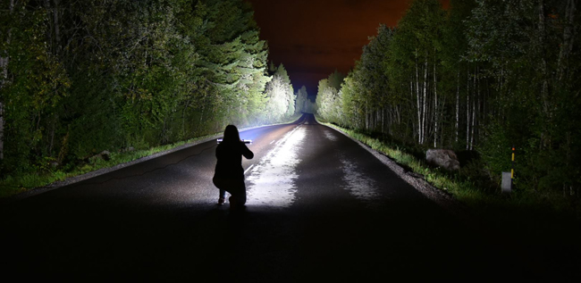 Jaga vildsvin med lampa